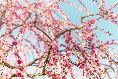 Peach blossom with blue sky background,Thailand,Asiaの写真素材