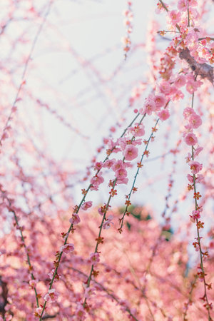 cherry blossom in spring time, pink sakura flowers backgroundの写真素材
