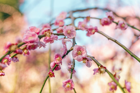 Beautiful weeping plum trees in full bloomの写真素材