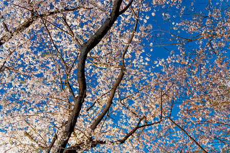 Cherry blossoms in full bloom in Tokyo, Japan. Cherry blossomの写真素材