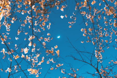 Cherry blossoms in full bloom and the moon in the skyの写真素材