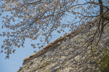 Cherry blossoms in full bloom in Hachimantaiの写真素材