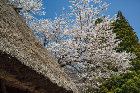 Cherry blossoms in full bloom in Hachimangu shrineの写真素材