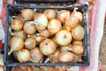 Harvest onions, a lot of orange onions in a black box, autumn backgroundの写真素材