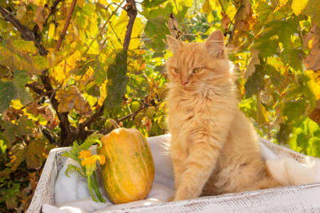 Red cat sleeping on a soft white blanket, cozy home and relaxation concept, cute ginger kitten.の写真素材