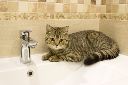 Scottish kitten lies on the washbasin in the bathroom near the water tapの写真素材
