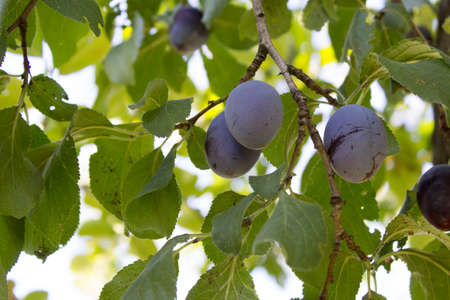 Plum branch, Harvest in the orchard. Ripe plums on a tree branchの写真素材