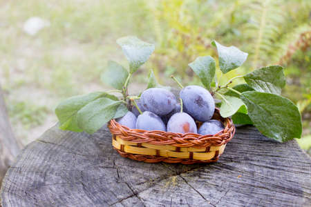 Plum in the rays of the sun, ripe plum in a wicker basket on a wooden background. Harvest conceptの写真素材