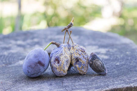 Plum, an ugly and rotten plumの写真素材