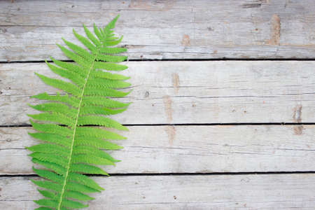 Fern. Wildlife concept on wooden background. Perfect natural fern specimen. Beautiful background of young green fern leaves.の写真素材