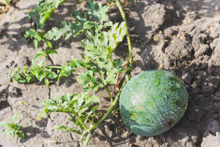 Young fruit of watermelon in the garden, Green watermelonの写真素材