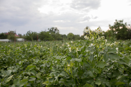 Potato plant. Ggreen leaves of young potato Plant. Potato field with green plantspotato plant.の写真素材