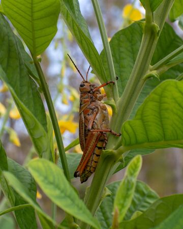 Grasshopper in Everglades, Floridaの写真素材