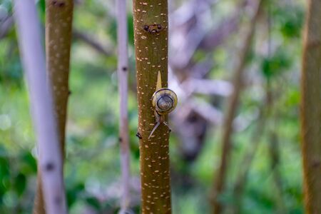 Snail on a treeの写真素材