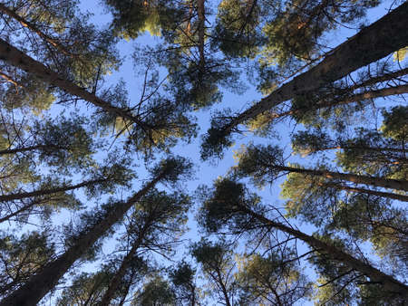 Look up photo of the pine tree forest from the ground, blue sky backgroundの写真素材