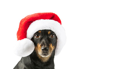 Portrait of small black dog wearing in Santa hat isolated on white backgroundの写真素材