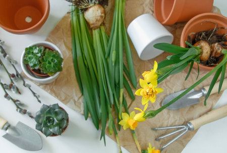 Planting home plants. Spring flowers narcissus, succulents, gardening tools and flowers pots on white background flat lay. Home gardening conceptの写真素材