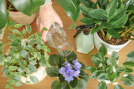 Female hand watering from glass bottle home plants indoor flatly. Home gardening and green house conceptの写真素材