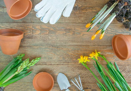 Spring flowers, terracotta flower pots and garden tools on wooden rustic background flat lay. Home gardening concept.の写真素材