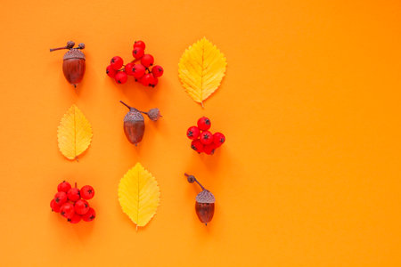 Acorns, rowan berries and bright yellow leaves in geometric order on orange background flats lay with copy spaceの写真素材