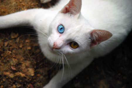 white catの写真素材