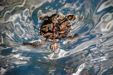 little sea turtleの写真素材