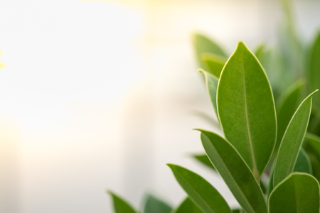 Close up nature view of green leaf under sun light. Natural green plants landscape using as a background or wallpaper.の写真素材