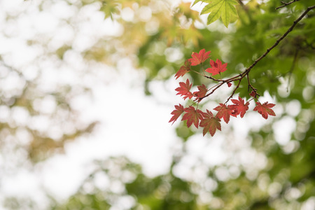 Red maple leaves with green nature use for background  or  wallpaperの写真素材