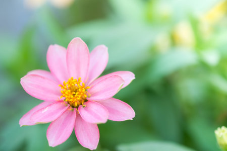 Beautiful pink flower with green leaf.