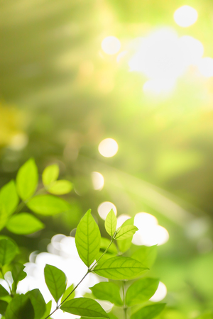 Close up of nature view green leaf on blurred greenery background under sunlight with copy space using as background natural plants landscape, ecology wallpaper concept.の写真素材