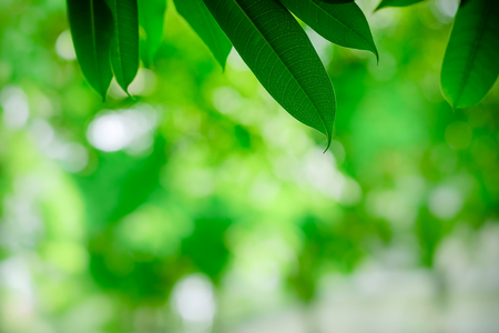 Close up of nature view green leaf on blurred greenery background under sunlight with bokeh and copy space using as background natural plants landscape, ecology wallpaper concept.の写真素材