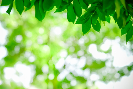 Close up of nature view green leaf on blurred greenery background under sunlight with bokeh and copy space using as background natural plants landscape, ecology wallpaper concept.の写真素材