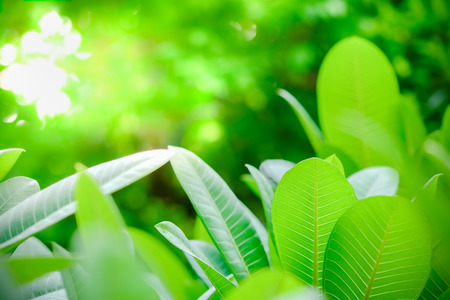 Close up of nature view green leaf on blurred greenery background under sunlight with bokeh and copy space using as background natural plants landscape, ecology wallpaper concept.の写真素材