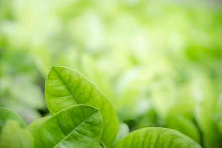 Close up of nature view green leaf on blurred greenery background under sunlight with bokeh and copy space using as background natural plants landscape, ecology wallpaper concept.の写真素材