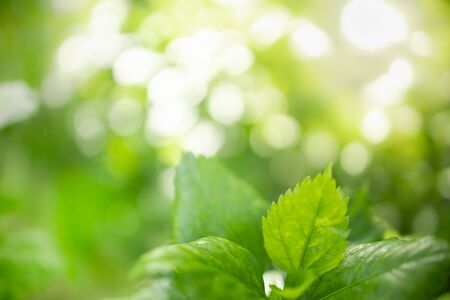 Close up of nature view green leaf on blurred greenery background under sunlight with bokeh and copy space using as background natural plants landscape, ecology wallpaper concept.の写真素材