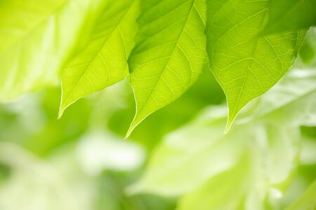 Close up of nature view green leaf on blurred greenery background under sunlight with bokeh and copy space using as background natural plants landscape, ecology wallpaper concept.の写真素材