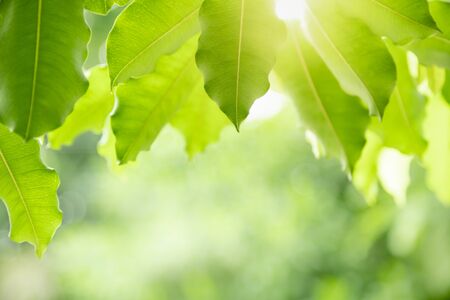 Close up of nature view green leaf on blurred greenery background under sunlight with bokeh and copy space using as background natural plants landscape, ecology wallpaper concept.の写真素材