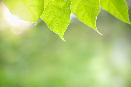 Close up of nature view green leaf on blurred greenery background under sunlight with bokeh and copy...
