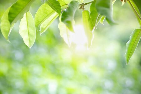 Close up of nature view green leaf on blurred greenery background under sunlight with bokeh and copy space using as background natural plants landscape, ecology wallpaper concept.の写真素材