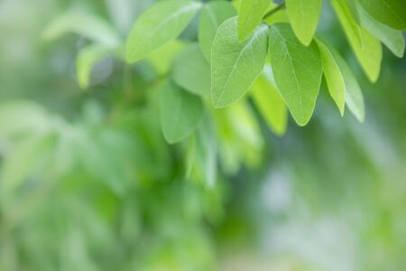 Close up of nature view green leaf on blurred greenery background under sunlight with bokeh and copy space using as background natural plants landscape, ecology wallpaper concept.の写真素材