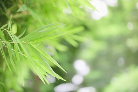 Close up of nature view green bamboo leaf on blurred greenery background under sunlight with bokeh and copy space using as background natural plants landscape, ecology wallpaper concept.の写真素材