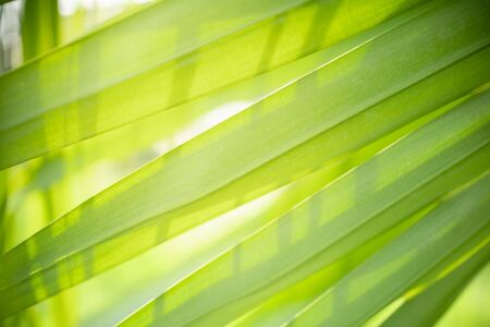 Closeup nature view of green palm leaf and blurred in garden under sunlight using as background natural green plants landscape, ecology, fresh wallpaper conceptの写真素材