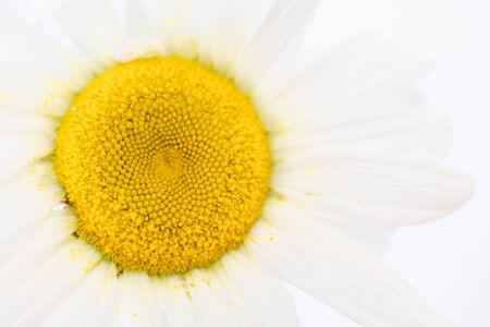 Close up of beauty a Daisy white flower with yellow pollen dirty on petal. Nature texture background or wallpaper.の写真素材