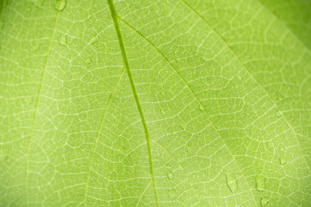 Close up of nature view green leaf pattern and texture using as background natural plants landscape,...