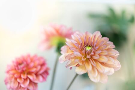 Close up of beautiful orange pink yellow Dahlia flower with copy space for text using as background natural plants landscape, ecology wallpaper concept.の写真素材