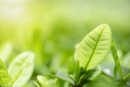 Close up of nature view green leaf on blurred greenery background under sunlight with bokeh and copy space using as background natural plants landscape, ecology wallpaper concept.の写真素材