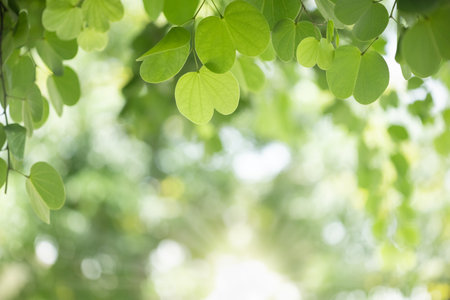 Close up of nature view green leaf on blurred greenery background under sunlight with bokeh and copy...