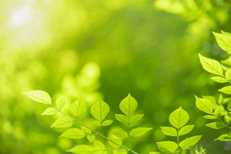 Close up of nature view green leaf on blurred greenery background under sunlight with bokeh and copy...