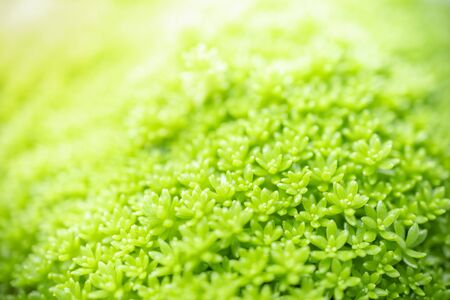 Close up of nature view moss green leaf on blurred greenery background under sunlight with bokeh and copy space using as background natural plants landscape, ecology wallpaper concept.の写真素材