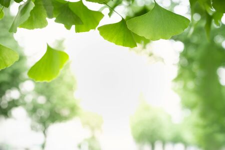 Close up of nature view green Ginkgo leaf on blurred greenery background under sunlight with bokeh and copy space using as background natural plants landscape, ecology wallpaper concept.の写真素材